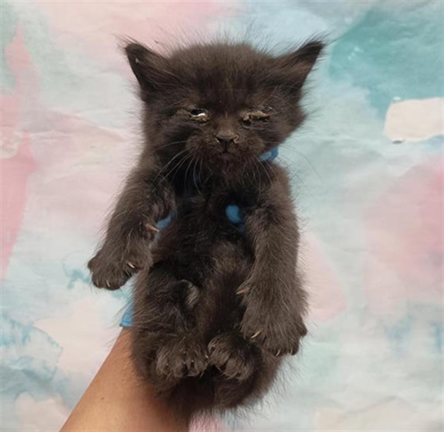 Shelter Stray Male Cat last seen WINDWOOD WAY / RED FOX WAY, 9150 Union Park Way, Elk Grove, CA 95624, USA