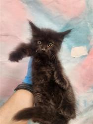 Shelter Stray Female Cat last seen WINDWOOD WAY / RED FOX WAY, 9150 Union Park Way, Elk Grove, CA 95624, USA