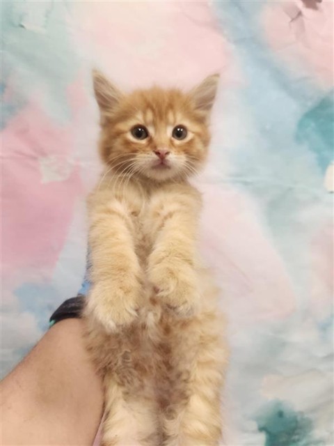 Shelter Stray Male Cat last seen WINDWOOD WAY / RED FOX WAY, 9150 Union Park Way, Elk Grove, CA 95624, USA