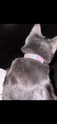 Found/Stray Female Cat last seen Near desert inn rd, Las Vegas, NV 89117