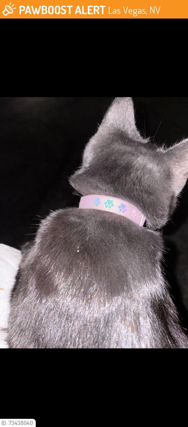Found/Stray Female Cat last seen Near desert inn rd, Las Vegas, NV 89117