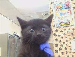 Shelter Stray Male Cat last seen Near BLOCK CHERRY AVE, 3839 Bradshaw Rd, Sacramento, CA 95827, USA