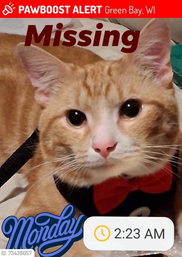 Found/Stray Male Cat last seen Near Stuart Street Green bay, Green Bay, WI 54301