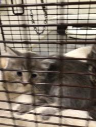 Shelter Stray Male Cat last seen 2100W 100TH AVE #438, 12155 Park Blvd, Brighton, CO 80601, USA