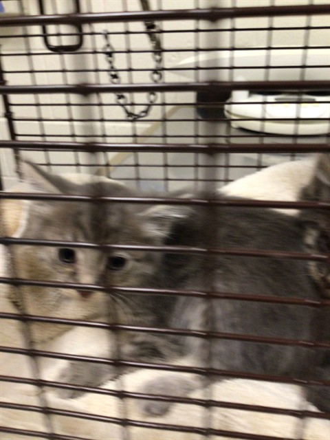 Shelter Stray Male Cat last seen 2100W 100TH AVE #438, 12155 Park Blvd, Brighton, CO 80601, USA