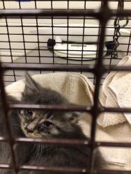 Shelter Stray Male Cat last seen 2100W 100TH AVE #438, 12155 Park Blvd, Brighton, CO 80601, USA