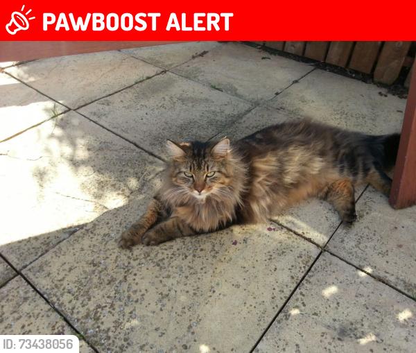 Lost Male Cat last seen Pinhole club, Brockworth, England 