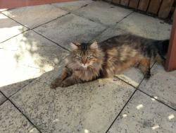 Lost Male Cat last seen Pinhole club, Brockworth, England 