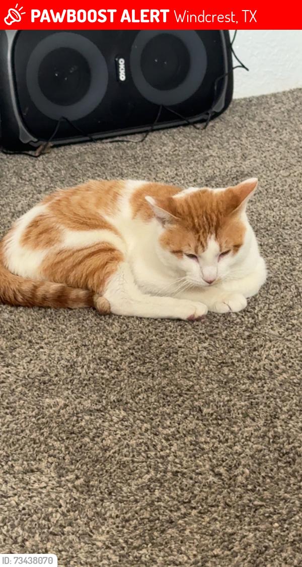 Lost Male Cat last seen Montgomery Drive, Windcrest, TX 78239