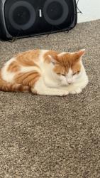 Lost Male Cat last seen Montgomery Drive, Windcrest, TX 78239