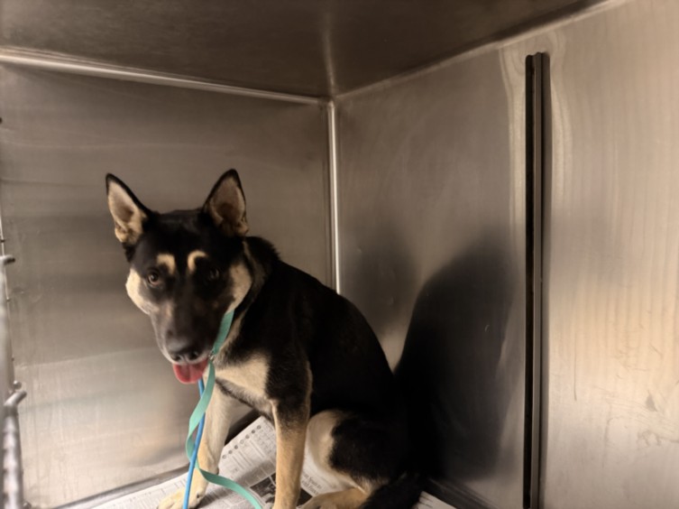 Shelter Stray Female Dog last seen , 14409 Vanowen St, Van Nuys, CA 91405, USA