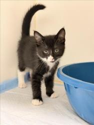 Shelter Stray Female Cat last seen REGAL/CASCADE, 16 Barnes Ct, Hayward, CA 94544, USA