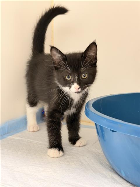 Shelter Stray Female Cat last seen REGAL/CASCADE, 16 Barnes Ct, Hayward, CA 94544, USA