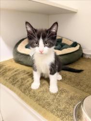 Shelter Stray Male Cat last seen REGAL/CASCADE, 16 Barnes Ct, Hayward, CA 94544, USA