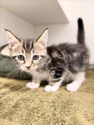 Shelter Stray Female Cat last seen REGAL/CASCADE, 16 Barnes Ct, Hayward, CA 94544, USA