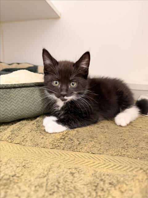 Shelter Stray Male Cat last seen REGAL/CASCADE, 16 Barnes Ct, Hayward, CA 94544, USA