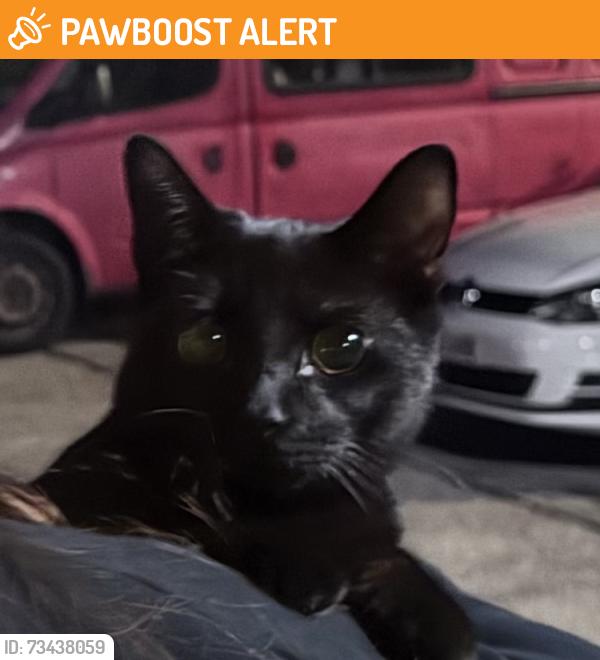 Found/Stray Unknown Cat last seen Diglis Dock Road and Diglis Road, Worcestershire, England 