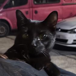 Found/Stray Unknown Cat last seen Diglis Dock Road and Diglis Road, Worcestershire, England 