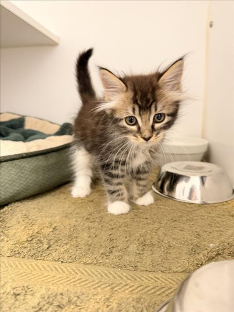 Shelter Stray Female Cat last seen REGAL/CASCADE, 16 Barnes Ct, Hayward, CA 94544, USA