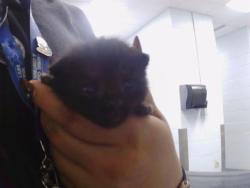 Shelter Stray Female Cat last seen CHARLOTTE, 8315 Byrum Dr, Charlotte, NC 28217, USA