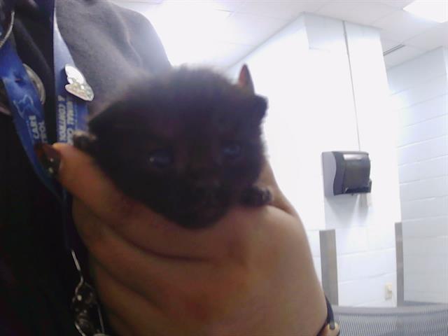 Shelter Stray Female Cat last seen CHARLOTTE, 8315 Byrum Dr, Charlotte, NC 28217, USA