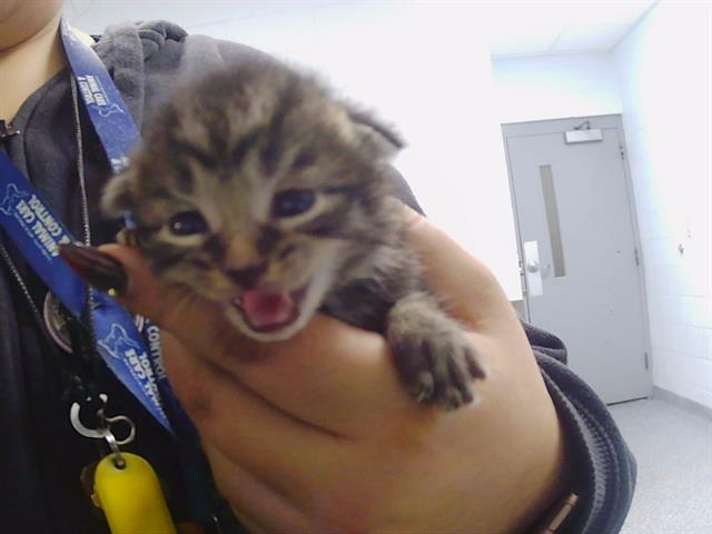 Shelter Stray Female Cat last seen CHARLOTTE, 8315 Byrum Dr, Charlotte, NC 28217, USA
