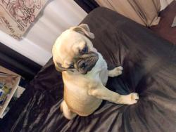 Lost Male Dog last seen Northwest and Centerville, Garland, TX 75041