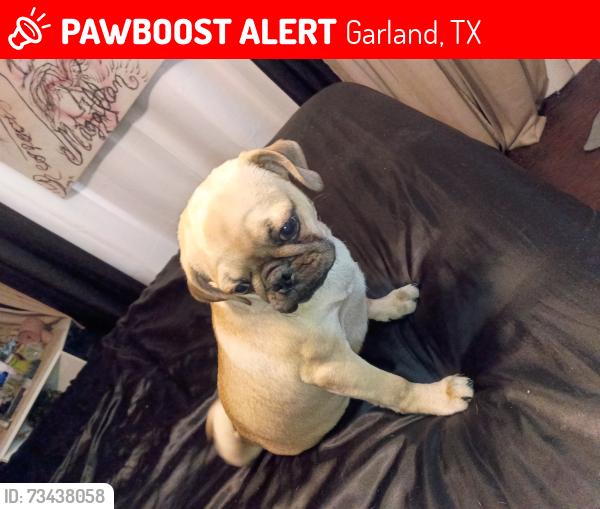 Lost Male Dog last seen Northwest and Centerville, Garland, TX 75041
