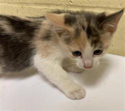 Shelter Stray Female Cat last seen 22ND ST & JOHN STILL DR, 2127 Front St, Sacramento, CA 95818, USA
