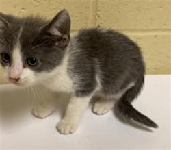 Shelter Stray Male Cat last seen 22ND ST & JOHN STILL DR, 2127 Front St, Sacramento, CA 95818, USA