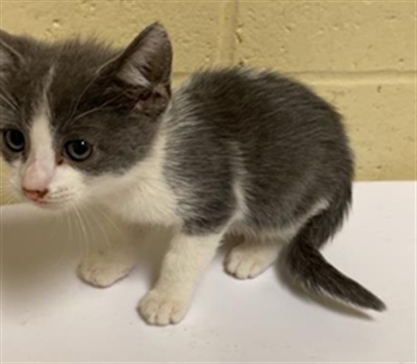 Shelter Stray Male Cat last seen 22ND ST & JOHN STILL DR, 2127 Front St, Sacramento, CA 95818, USA
