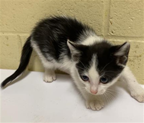 Shelter Stray Male Cat last seen 22ND ST & JOHN STILL DR, 2127 Front St, Sacramento, CA 95818, USA