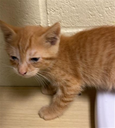 Shelter Stray Male Cat last seen 22ND ST & JOHN STILL DR, 2127 Front St, Sacramento, CA 95818, USA