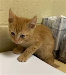 Shelter Stray Male Cat last seen 22ND ST & JOHN STILL DR, 2127 Front St, Sacramento, CA 95818, USA