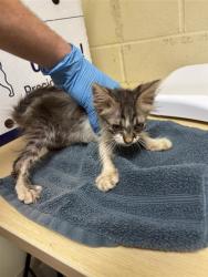 Shelter Stray Female Cat last seen ALTOS AVE & HAWTHORNE ST, 2127 Front St, Sacramento, CA 95818, USA