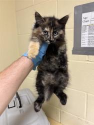Shelter Stray Female Cat last seen BANNON CREEK DR & TRUXEL RD, 2127 Front St, Sacramento, CA 95818, USA