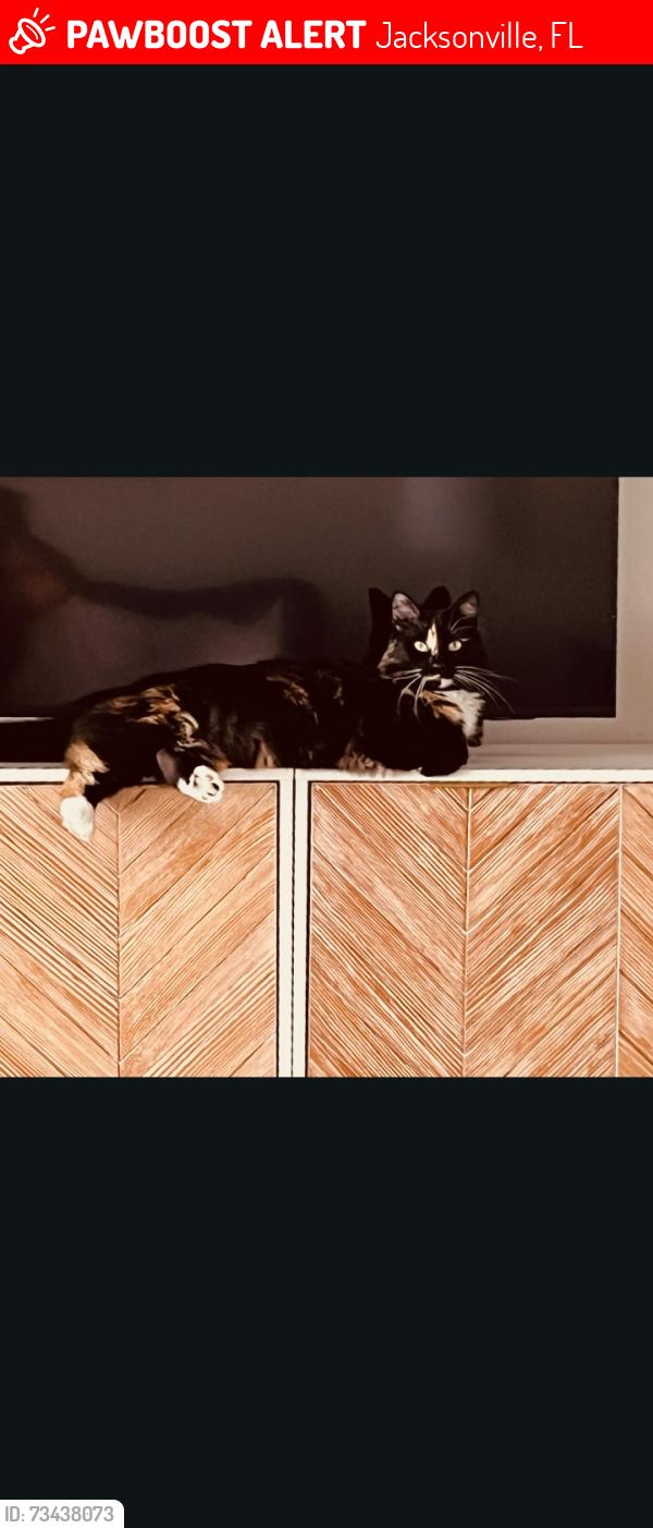 Lost Female Cat last seen Hendricks/ marco place, Jacksonville, FL 32207