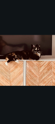 Lost Female Cat last seen Hendricks/ marco place, Jacksonville, FL 32207