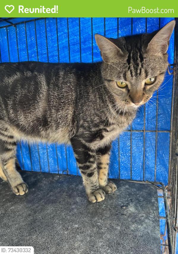 Reunited Female Cat last seen Sepulveda and Victory blvd, Los Angeles, CA 91411