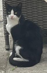 Lost Male Cat last seen Pilling Street, Leigh WN7, Leigh, England 