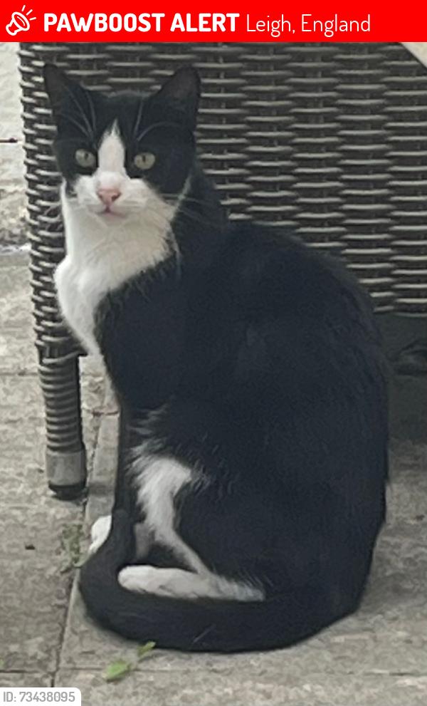 Lost Male Cat last seen Pilling Street, Leigh WN7, Leigh, England 