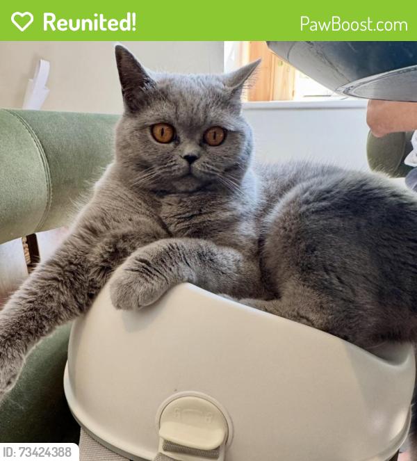 Reunited Female Cat last seen Ridgeway, Surrey, England 
