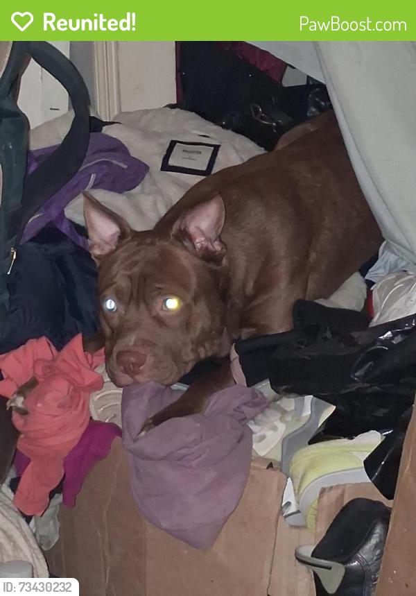 Reunited Male Dog last seen Calverton Heights Ave and Warwick Ave, Baltimore, MD 21216