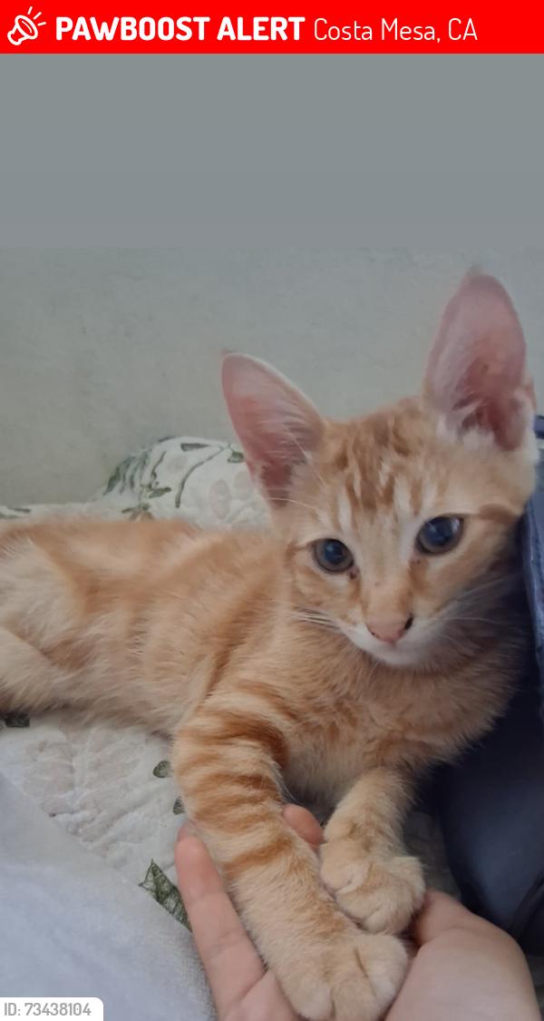 Lost Male Cat last seen Newport Beach, Costa Mesa, CA 92627