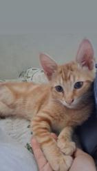 Lost Male Cat last seen Newport Beach, Costa Mesa, CA 92627