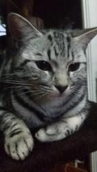 Lost Female Cat last seen Daveron park, Davoren Park, SA 5113