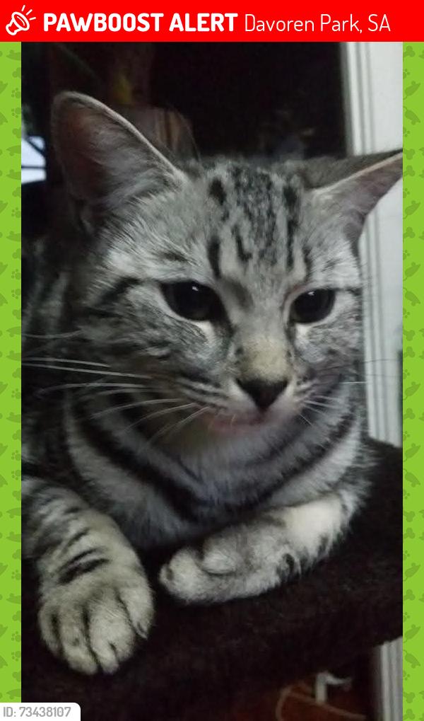 Lost Female Cat last seen Daveron park, Davoren Park, SA 5113