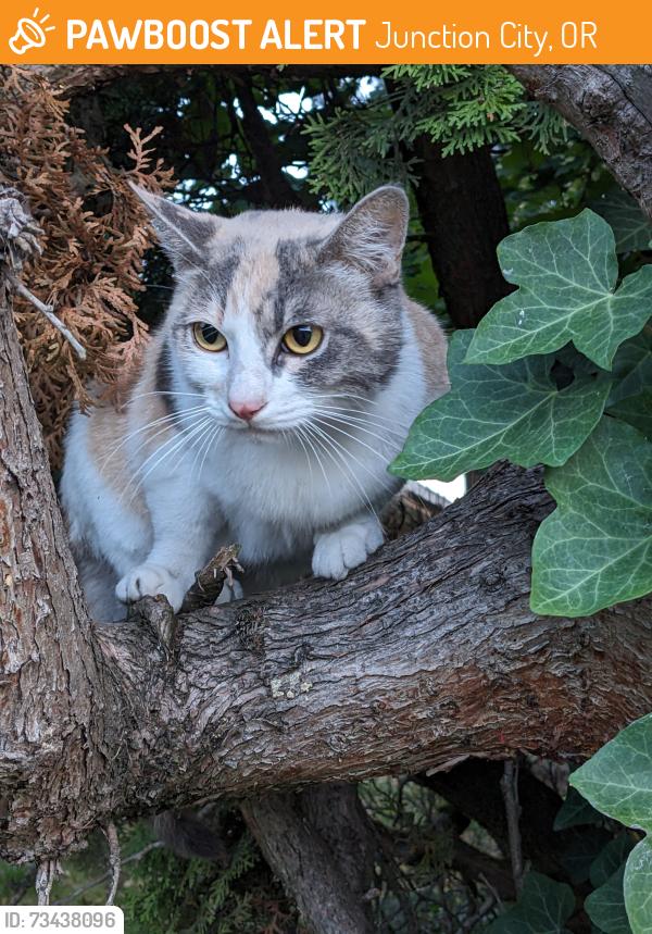 Found/Stray Unknown Cat last seen 7th and Ivy, Junction City, OR 97448