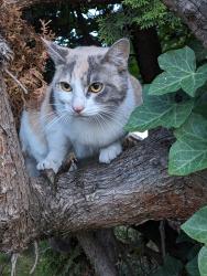 Found/Stray Unknown Cat last seen 7th and Ivy, Junction City, OR 97448