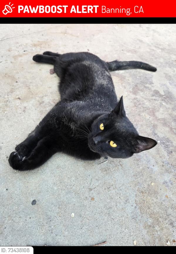 Lost Male Cat last seen 12th street, April lane, Banning, CA 92220